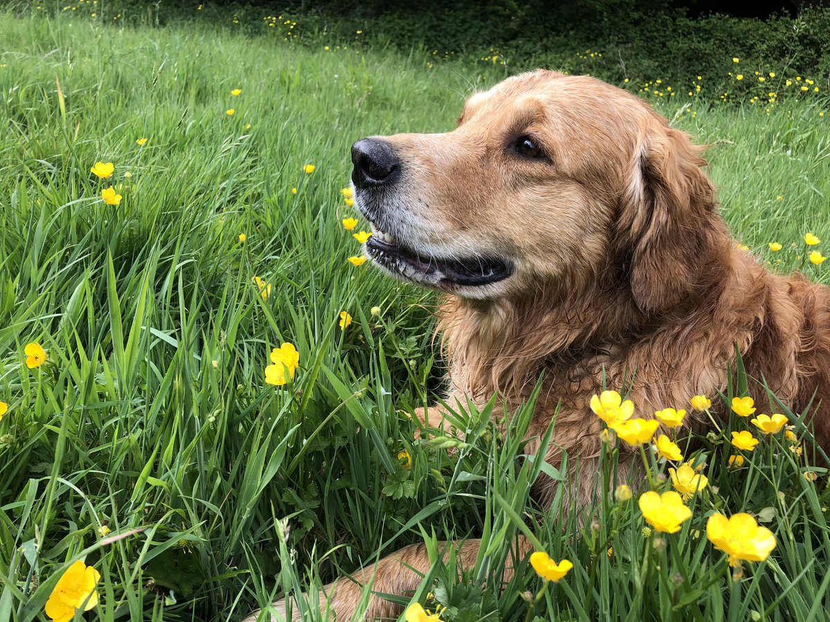 LemursRock's tweet photo. Blaze & Buzz enjoying the buttercups 🌼#gloriousgloucestershire #springmeadows @AlllGolden @dogs @goldensbot @thedailygolden @dog_rates @GoldensRetrieve @TheGoldenRatio4 https://t.co/dqGoo6T6Ml