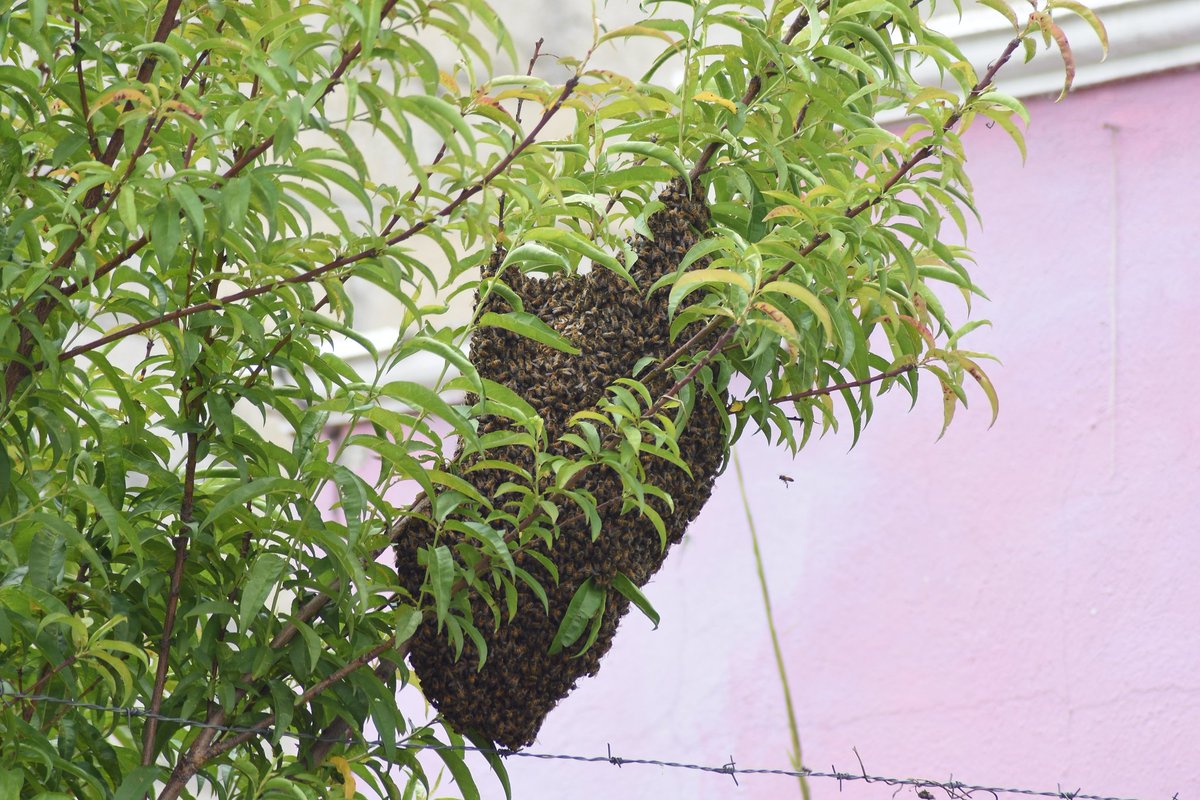 Hola <a href="/JaquiServin/">Jacqueline Servín</a> dónde puedo reportar una concentración de abejas. En el estado de Hidalgo. Fraccionamiento xochihuacan