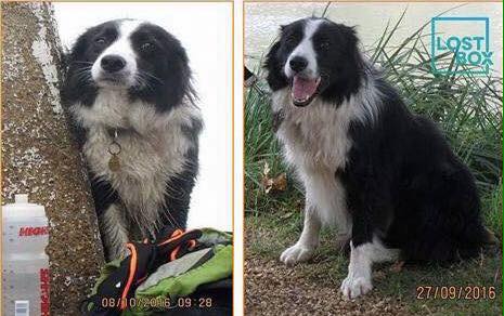 gelert01's tweet photo. #TAFF #MissingDog #Torrentwalk #Dolgellau #NorthWales
24/11/2016 Did you see #TAFF that day? #FarmersMarket #Scanthatchip #BringTAFFHome
@rosiedoc666 @MissingPetsGB @RNLI_Barmouth @BarmouthWalking @CrystalBarmouth @BarmouthWales @bermobridge150 @DragonBarmouth https://t.co/L6hZGs0AQh