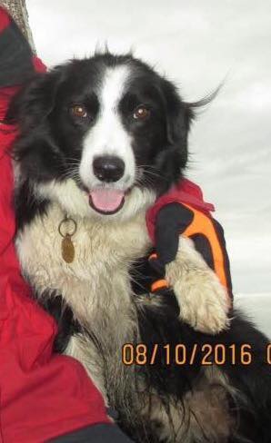 gelert01's tweet photo. #TAFF #MissingDog #Torrentwalk #Dolgellau #NorthWales
24/11/2016 Did you see #TAFF that day? #FarmersMarket #Scanthatchip #BringTAFFHome
@rosiedoc666 @MissingPetsGB @RNLI_Barmouth @BarmouthWalking @CrystalBarmouth @BarmouthWales @bermobridge150 @DragonBarmouth https://t.co/L6hZGs0AQh