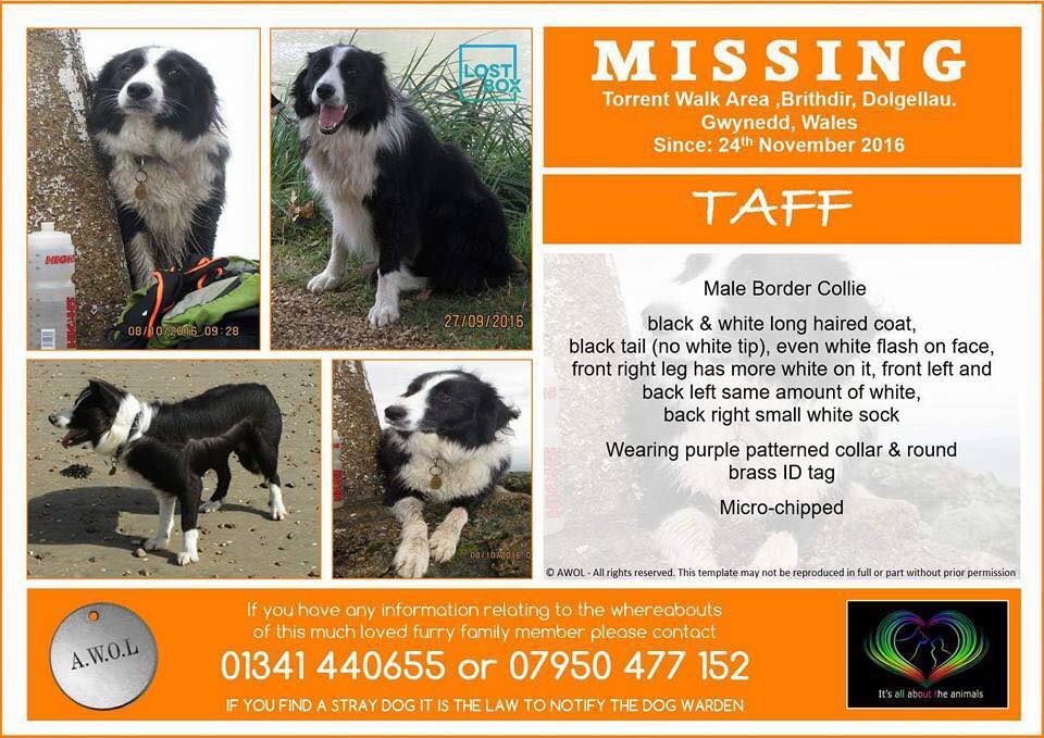 gelert01's tweet photo. #TAFF #MissingDog #Torrentwalk #Dolgellau #NorthWales
24/11/2016 Did you see #TAFF that day? #FarmersMarket #Scanthatchip #BringTAFFHome
@rosiedoc666 @MissingPetsGB @RNLI_Barmouth @BarmouthWalking @CrystalBarmouth @BarmouthWales @bermobridge150 @DragonBarmouth https://t.co/L6hZGs0AQh