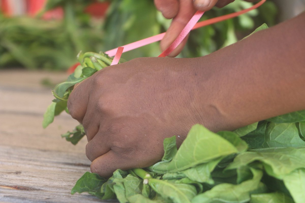 urbanattic_'s tweet photo. Récolte des épinards du potager #U00 la semaine passée à @WoeLab Zéro .Toujours disponibles à la commande au 0022893691104. #UrbanFarming #BioFood #Bio #ProductionResponsable #CircuitCourt #SmartGrid @UrbanAgNews @AFAUP_Asso @sename_ @SelomChris @banonfabrice @LAfricaine https://t.co/gawO6jGkP6