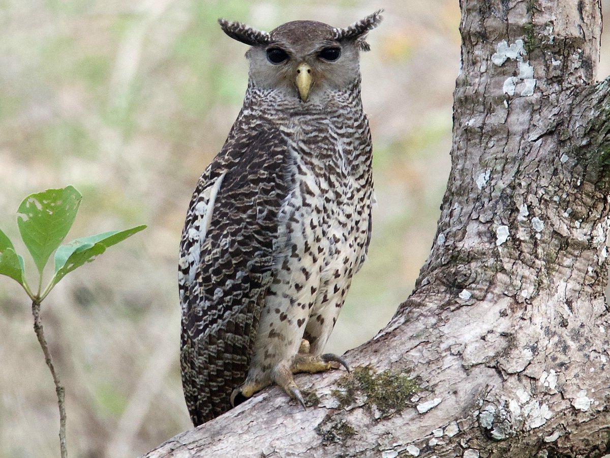 The ecologyThis owl preys on a wide range of creatures, including some fairly large mammals, birds and reptiles. Although they hunt mainly at dusk, whole encounter of the hunt is over in a moment while flies silently through thick jungle habitat on wings that span over a metre.