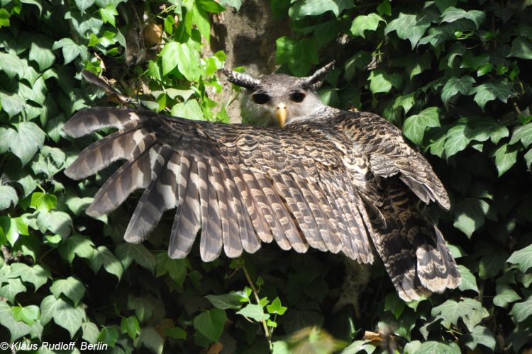 Omen of deathStrange sounds on a dark night, In Sri Lanka, a particular sound that has struck fear in the hearts of the rural folks is the sound of the Ulama or Devil bird, is a cryptid of  #lka said to emit bloodcurdling human-sounding shrieks in the night from the jungles.