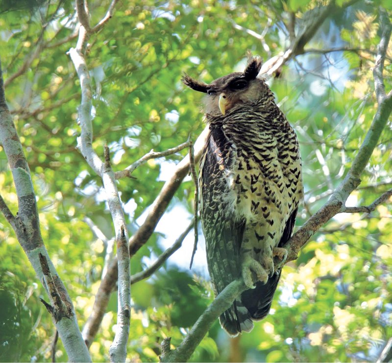 In the worldThis predatory bird, which is also known as the forest eagle owl, is found in a swath of South Asia and Southeast Asia. It is about 21 inches in length and has heart-shaped spots and prominent black-and-white ear tufts that give it a suitably eerie appearance.