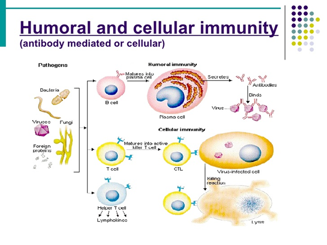 Host-based test look for antibodies against virus that are produced due to your adaptive immune response.Either IgG or IgM.