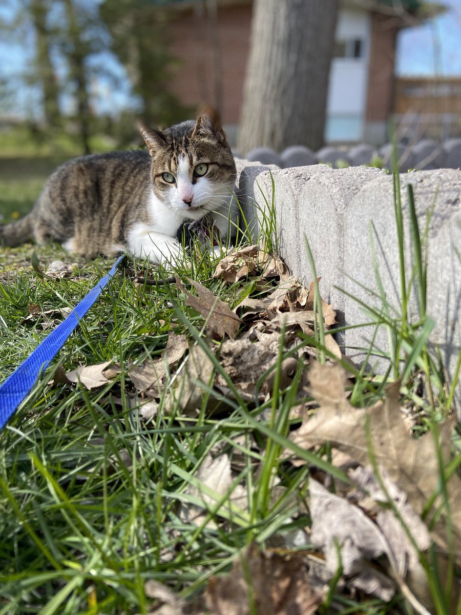 boone_kyra's tweet photo. it’s honestly probably weird how much i love my cat https://t.co/HJW5T4bMLK