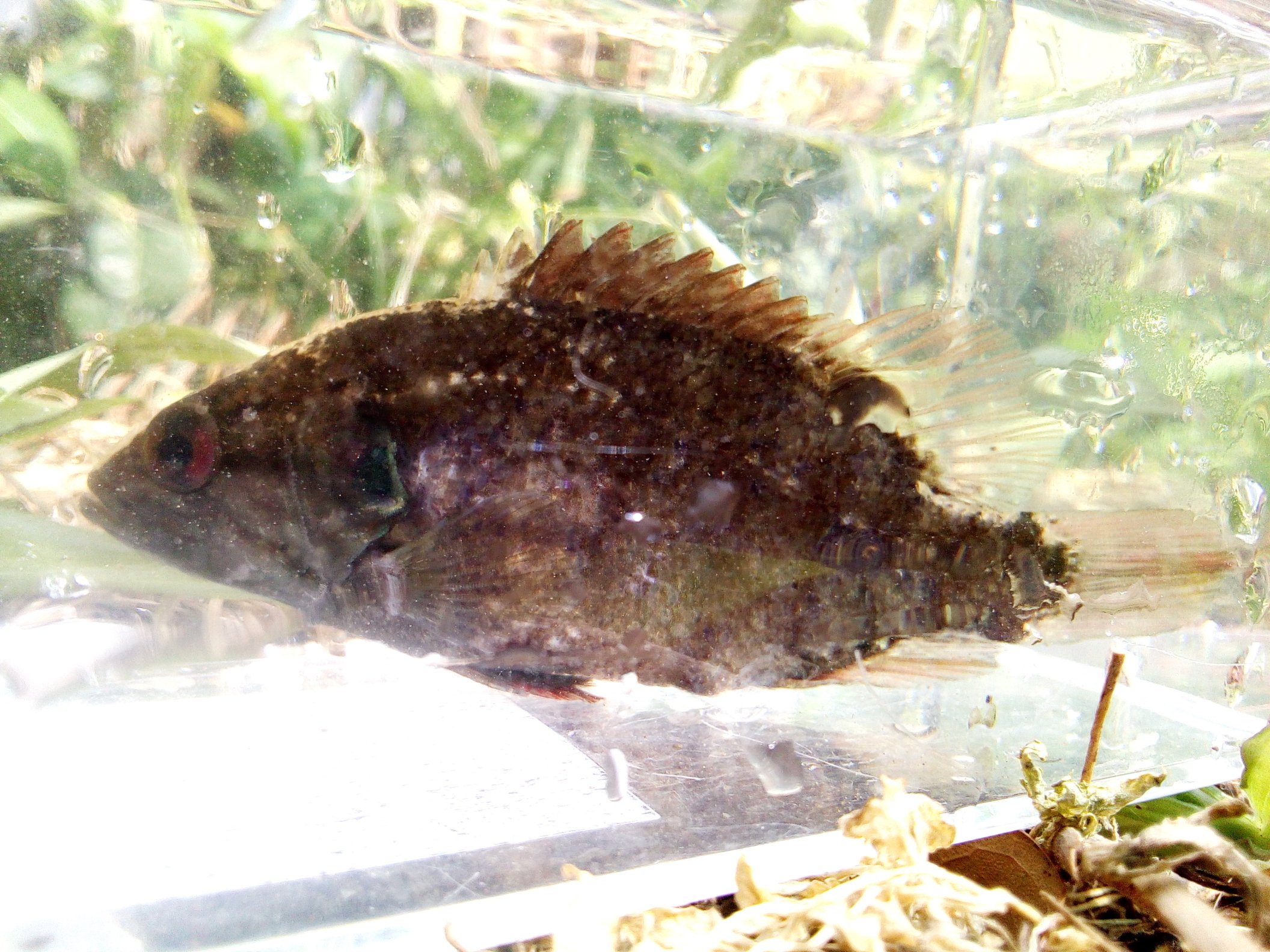 クロベエ 裏庭の川魚その3 オヤニラミかな 絶滅危惧種らしいです レアキャラだw T Co Qfrvsafgwp Twitter
