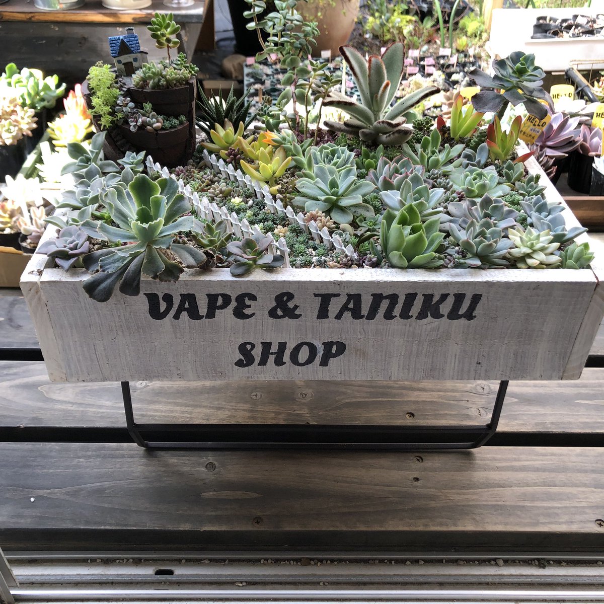 Meltyworks 多肉植物専門店 日当たりが悪くてかわいそうなことになってた多肉達や強風で落っこちてもげちゃった多肉達でミニチュアガーデン風の寄せ植えを作りました なので 見事にみどりんw 冬に期待したいと思います Meltyworks Sway 茅ヶ崎 多肉 Meltyworks 多肉植物専門店 日当たりが悪くてかわいそうなことになってた多肉達や強風で落っこちてもげちゃった多肉達でミニチュアガーデン風の寄せ植えを作りました なので 見事にみどりんw 冬に期待したいと思います Meltyworks Sway 茅ヶ崎 多肉