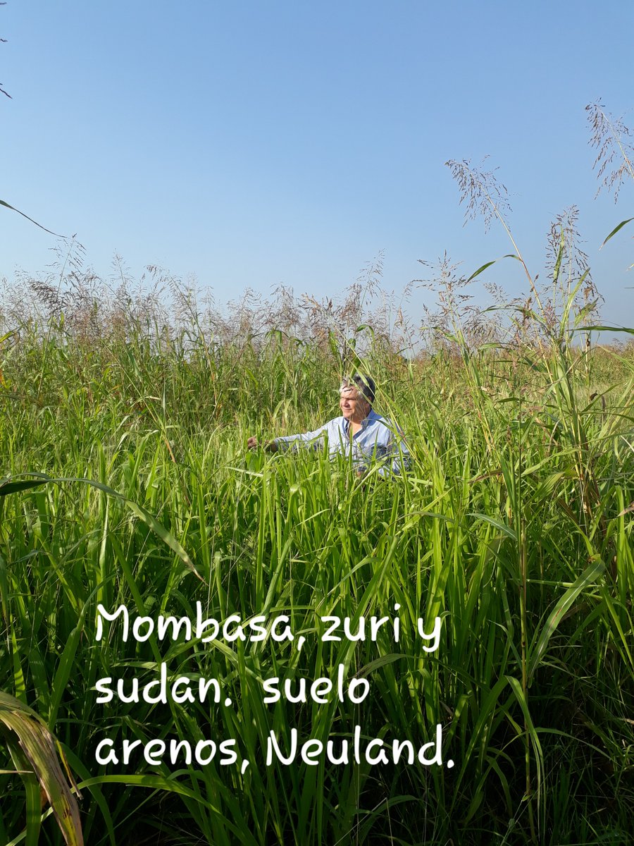 Pastura, mombasa, zuri con sudan negro. Suelo arenoso.  Neuland chaco. Después de un poco de lluvia