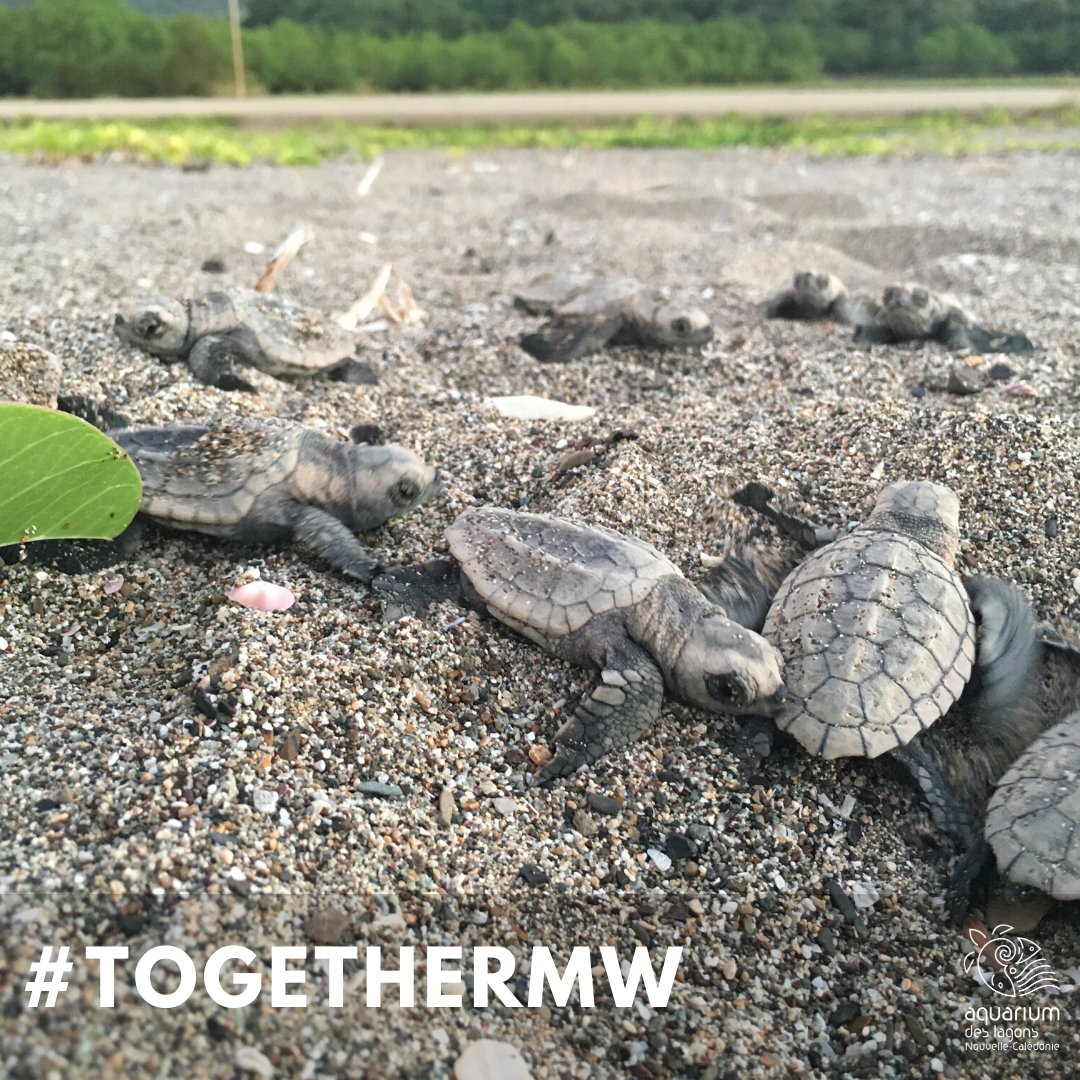 Aujourd'hui c'est #togethermw comme les bébés tortues à la sortie de leur nid sur la plage de Bourail !
#aquarium #MuseumWeek #teamnc #babyturtle