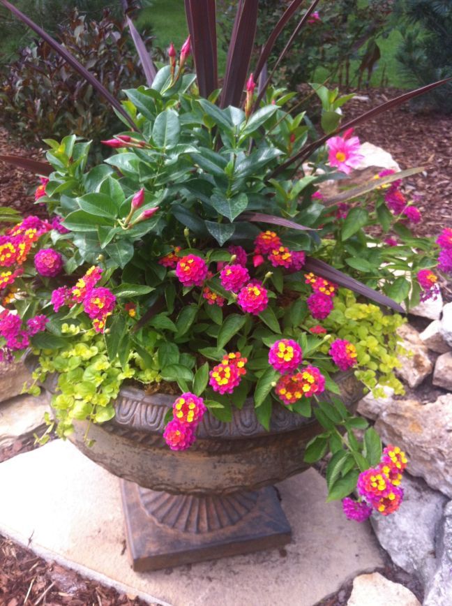 teamhaig's tweet photo. More Patio Flowers https://t.co/tpnvqERqXo