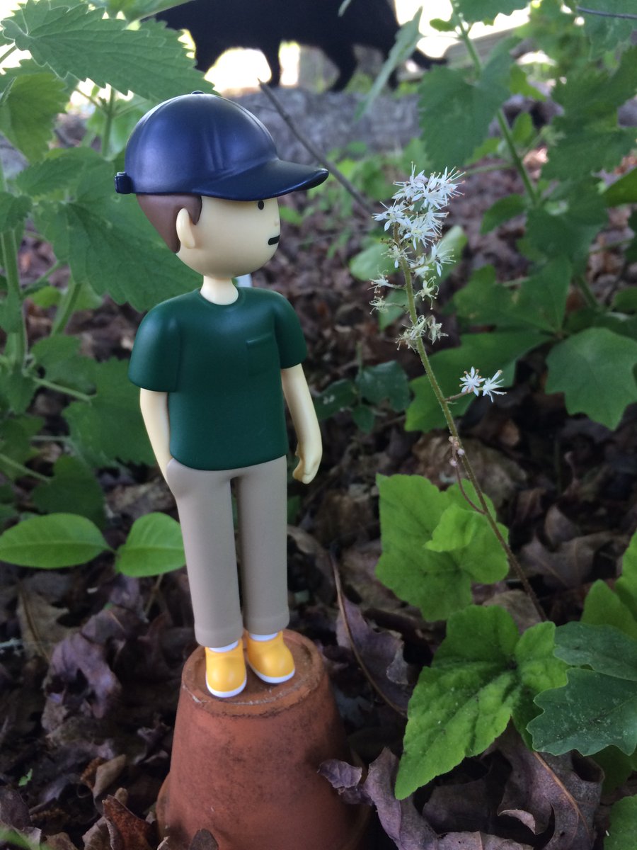 TinyJooning's tweet photo. Delicate little foamflower (and another photo-bombing friend who came for some catnip next to it) https://t.co/lo4hsk02yo