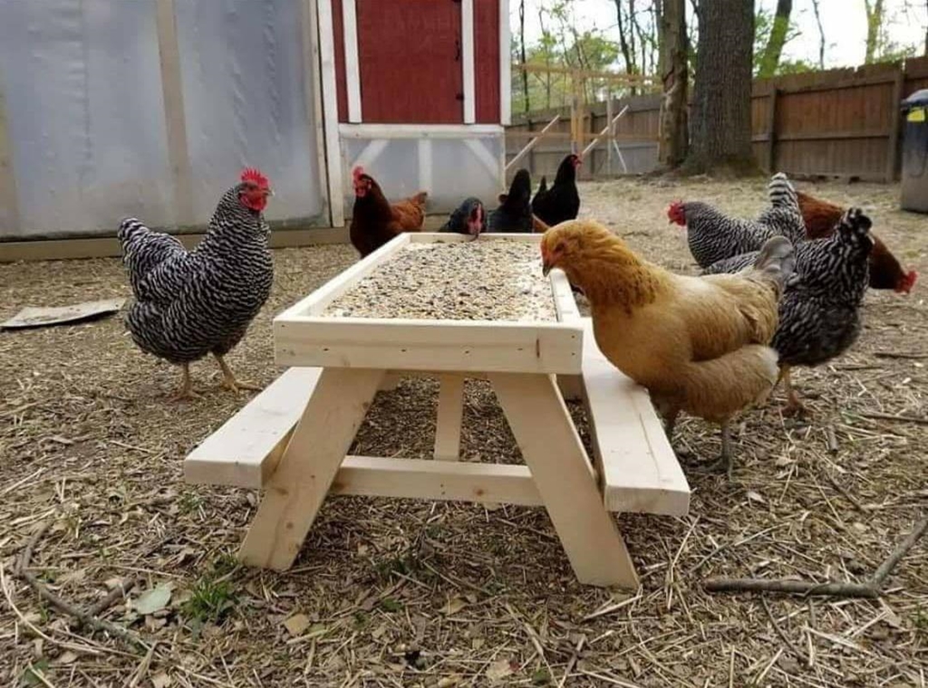 SourceforFunny's tweet photo. We've seen the squirrel feeder table, but what about a chicknic table ? https://t.co/o6Ucq840b7