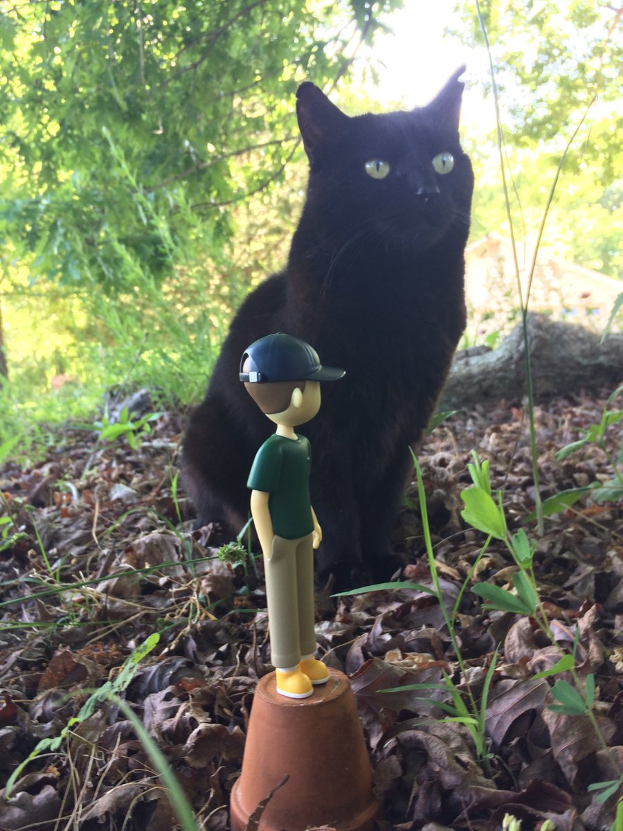 TinyJooning's tweet photo. Delicate little foamflower (and another photo-bombing friend who came for some catnip next to it) https://t.co/lo4hsk02yo