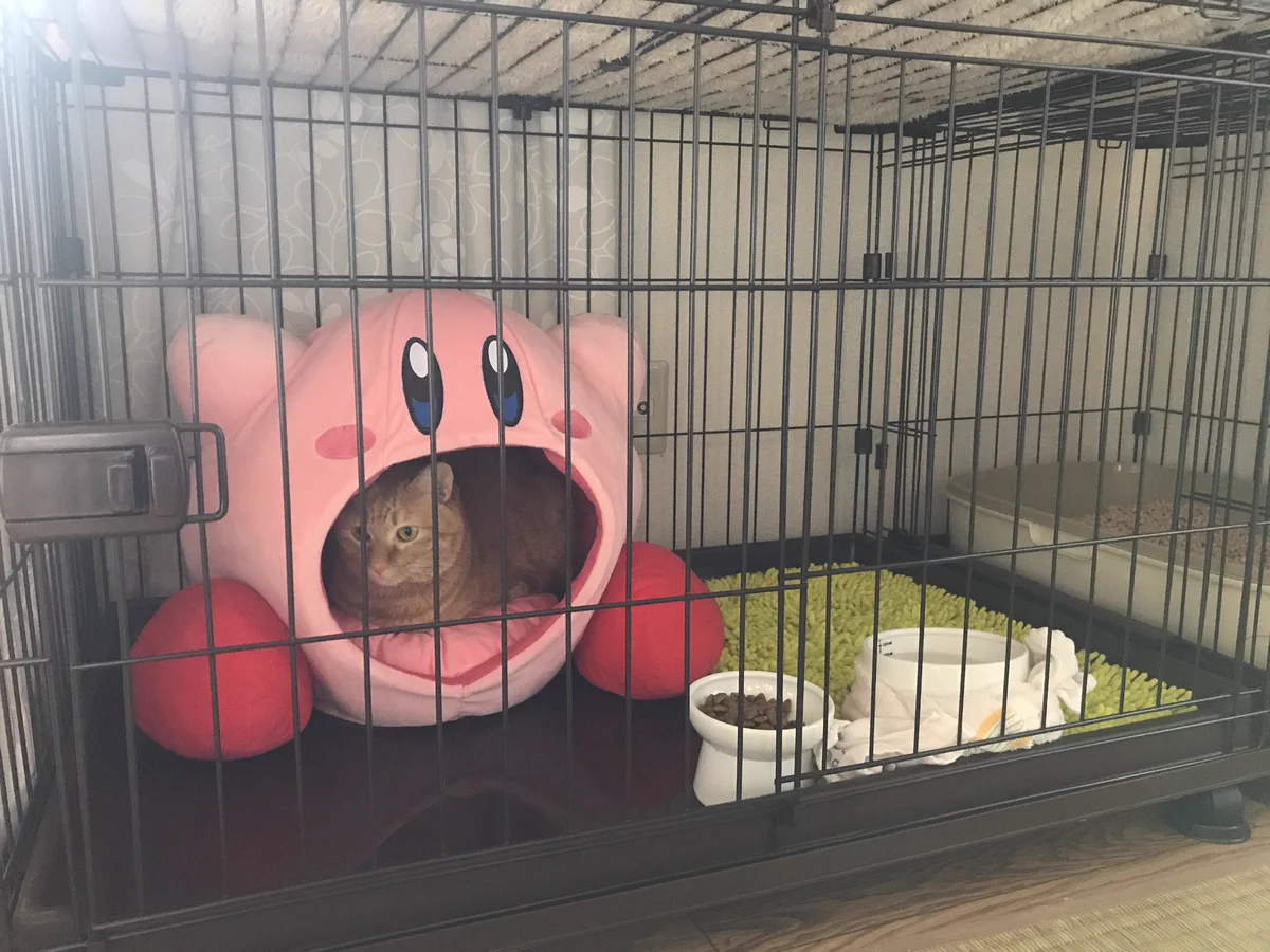カービィを飼い始めた？？ご飯は…ネコ！？気に入ったようですぐ食べたｗｗ