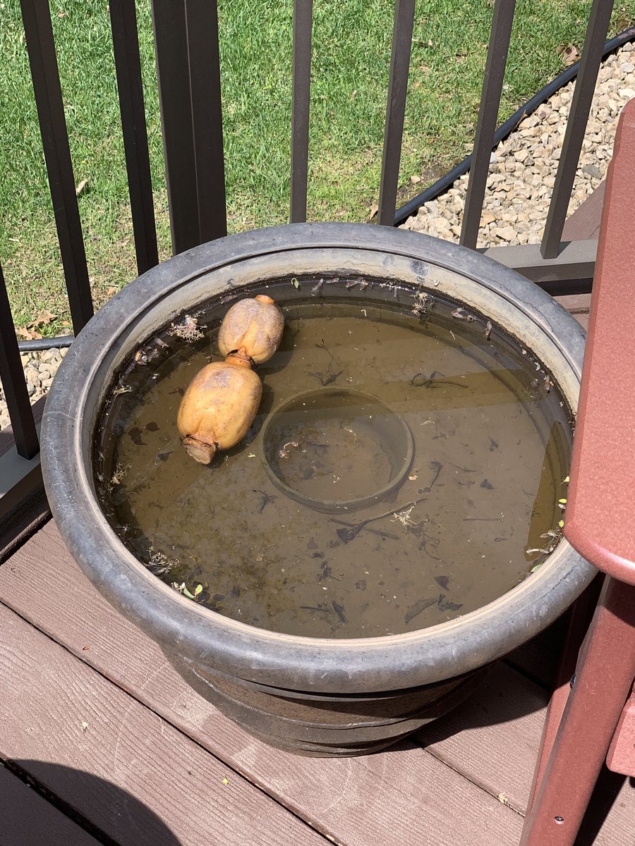 so, update for early may! counter seeds are germinating, root is in the BIG BOY POT (and BIG BOY POT is brought out of the basement where it’s been hibernating where it’s warm this past winter)