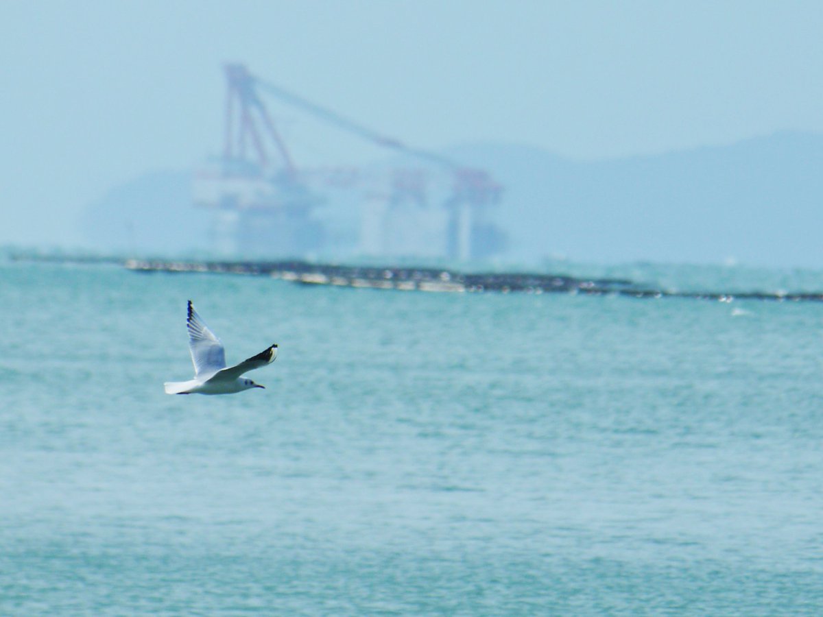 Heartblue0728's tweet photo. *

攫むのも
放つのも
自由だよ

∗
#ファインダー越しの私の世界 
#フォトロケット 
#photography 
#coregraphy 
#shiohimg 
#わたしいろ 
#レンズ越しの世界 
#過去ぐらふぃ 
#birdgraphy 
#鳥撮影 
#海
#ふぉと https://t.co/PYMo9aA4jX