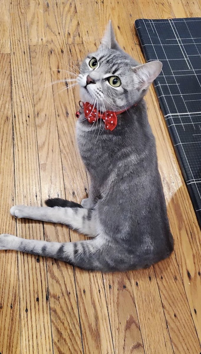 shannintweets's tweet photo. @JeffreeStar this is our new baby Charlotte- she is paralyzed. Her little leggys dont work. But that doesnt stop her! She was rescued off a euthanasia list. #JeffreeStarApproved help us help her! And make her feel spoiled and loved!💕 https://t.co/ATacnW1evT