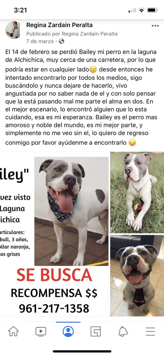 RegiZardain's tweet photo. Hace poco más de 3 meses busco como loca a mi perrito, NO lo perdí NO lo “descuidé” como muchos creen, me asaltaron y me separaron de él, no hablé por miedo antes pero hoy estoy HASTA LA MADRE del miedo y harta de extrañarlo tanto, ayúdenme a compartir plis, quiero encontrarlo😞 https://t.co/EzgvoxIdXO