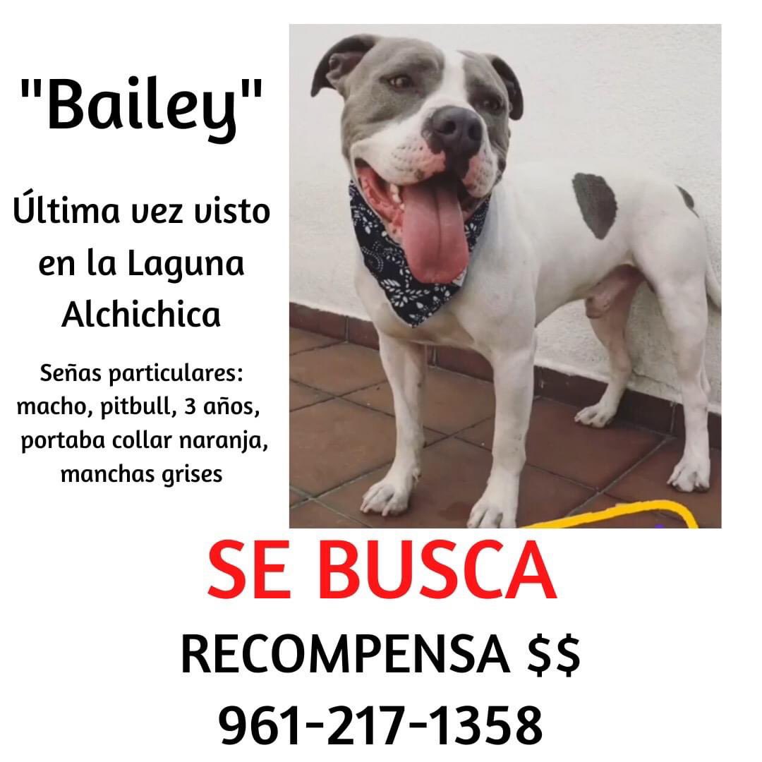 RegiZardain's tweet photo. Hace poco más de 3 meses busco como loca a mi perrito, NO lo perdí NO lo “descuidé” como muchos creen, me asaltaron y me separaron de él, no hablé por miedo antes pero hoy estoy HASTA LA MADRE del miedo y harta de extrañarlo tanto, ayúdenme a compartir plis, quiero encontrarlo😞 https://t.co/EzgvoxIdXO