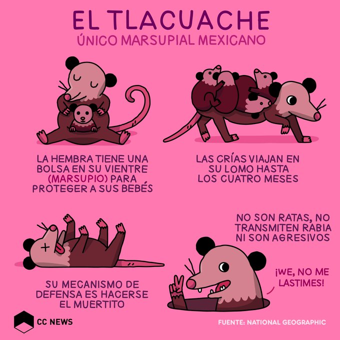 CulturaColectiv's tweet photo. Es el único marsupial mexicano y controla las plagas: es el tlacuache. ❤️ https://t.co/Y62c3NGW6e