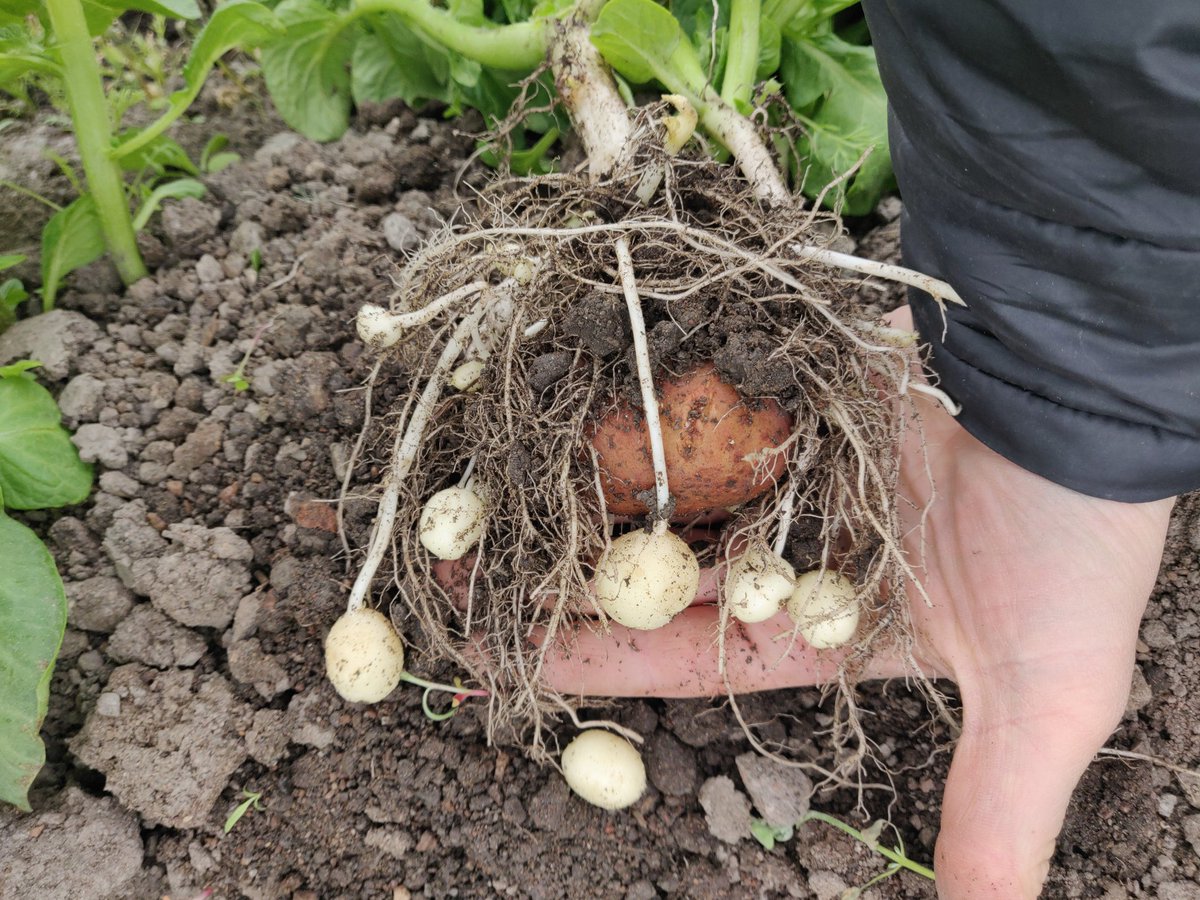 Varhaisperuna on monen herkku! Monta tiukkaa yötä joudutaan pelloilla hallaa vielä torjumaan. #ruoka #ruokaturva #varhaisperuna #poikkeustila #halla #food #foodsystem #foodsecurity2020 <a href="/ProAgria/">ProAgria</a> #tamsaarentila <a href="/JariLeppa/">Jari Leppä</a> #