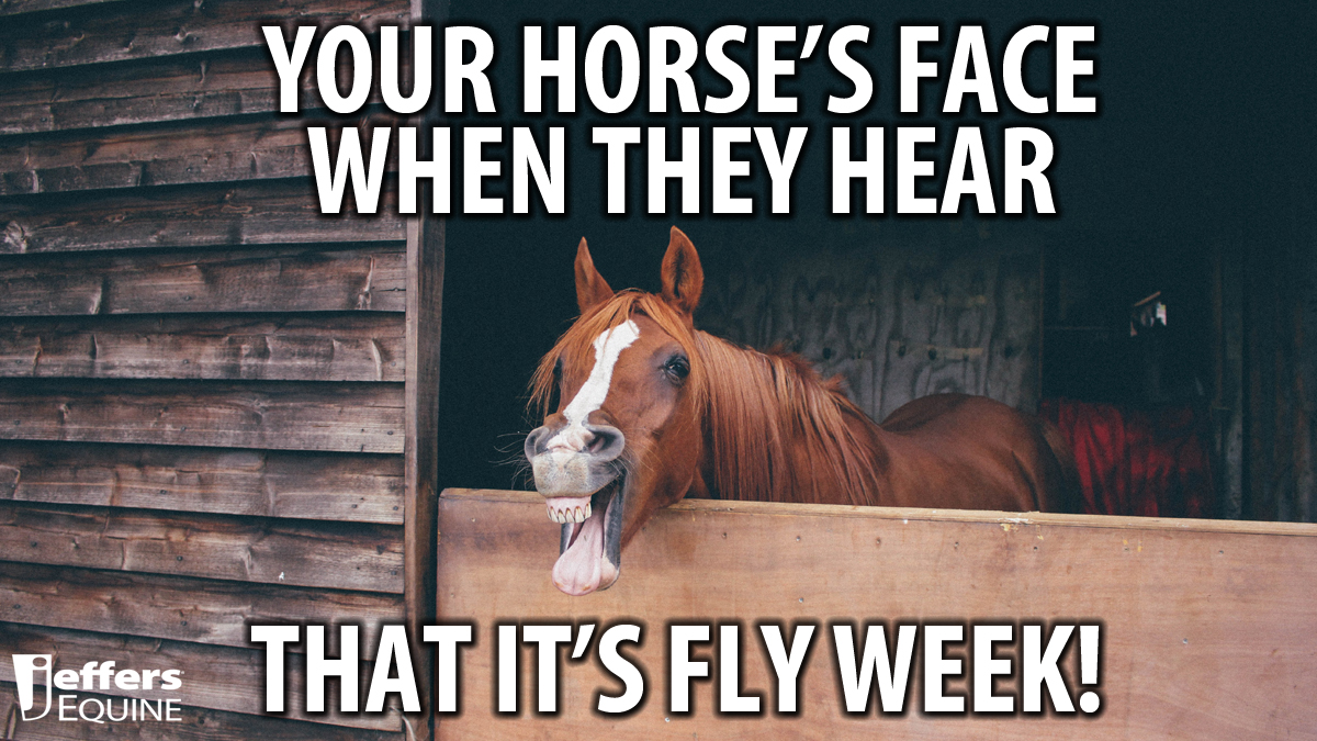 jeffers horse catalog