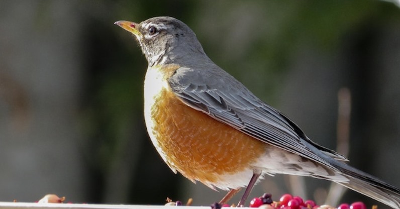 SciChefQC's tweet photo. Jusqu'au 15 mai, il est possible de participer à notre programme de science citoyenne «Des oiseaux à la maison», en collaboration avec @quebecoiseaux!
@iciradiocanada @RadioCanadaInfo @RC_Science @EspacePourLaVie @GouvQc @MFFP_Quebec @MELCC_Qc  @sante_qc 
https://t.co/fEgDKFncoj https://t.co/eAWl9eAp0z