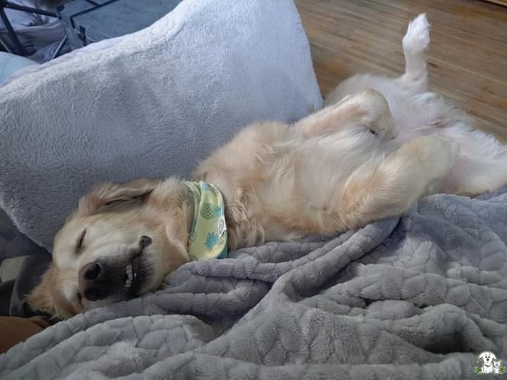 AARCS_Canada's tweet photo. Waiting for Spring be like... 😴🐾😎
Have a furry back-sleeper?? Share in comments! 💚
#yyc #calgary #whereareyouspring #aarcs #comfy https://t.co/Ico99ISp8d