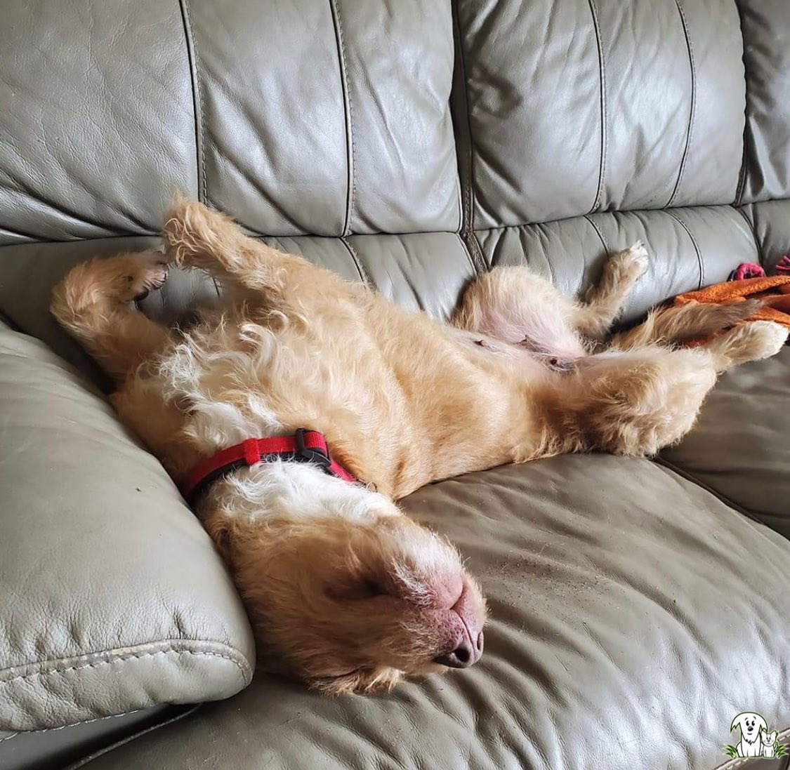 AARCS_Canada's tweet photo. Waiting for Spring be like... 😴🐾😎
Have a furry back-sleeper?? Share in comments! 💚
#yyc #calgary #whereareyouspring #aarcs #comfy https://t.co/Ico99ISp8d