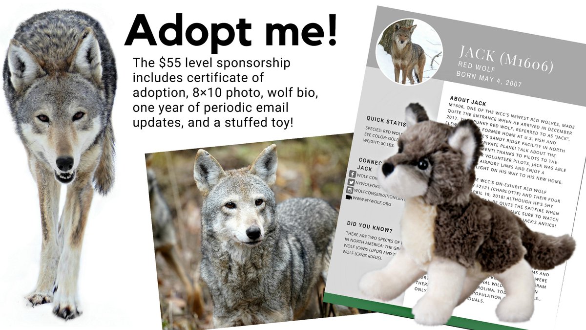 Share your love for wolves with a symbolic adoption of one of the 44 wolves who call the Wolf Conservation Center home➡️ nywolf.org/adopt-a-wolf/

At 13 yrs old, Jack is the oldest of the WCC's 20 red wolves. Get to know the spunky fellow via live webcam ➡️ bit.ly/2XAKpsO