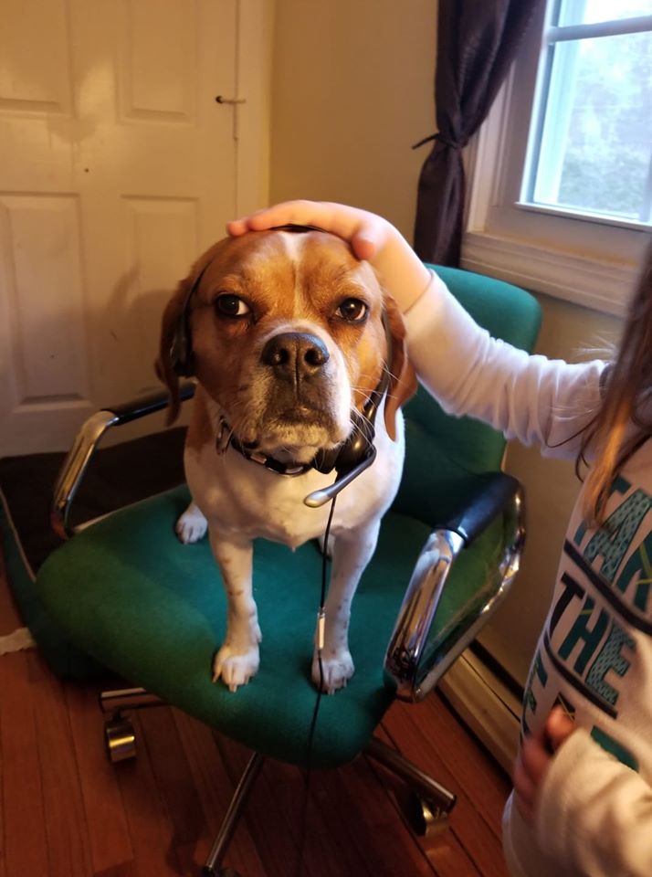AlexAndRoberts's tweet photo. And now, for another exciting edition of "Pets of Alexander + Roberts!" Today we would like to introduce you to Barkley! Barkley works with his human Christine MacNeil in our call center, as you can see, and he is standing by to take your calls. https://t.co/6cp8R2TiwJ