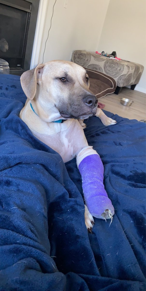 _ambspencer_'s tweet photo. @JeffreeStar $ambspence0 we’re still covering vet expenses for our boys surgery. And need to get him into therapy to regain his muscle strength.. with a baby on the way.. I’m due in July. ❤️❤️ https://t.co/xI8Jf6EUAA