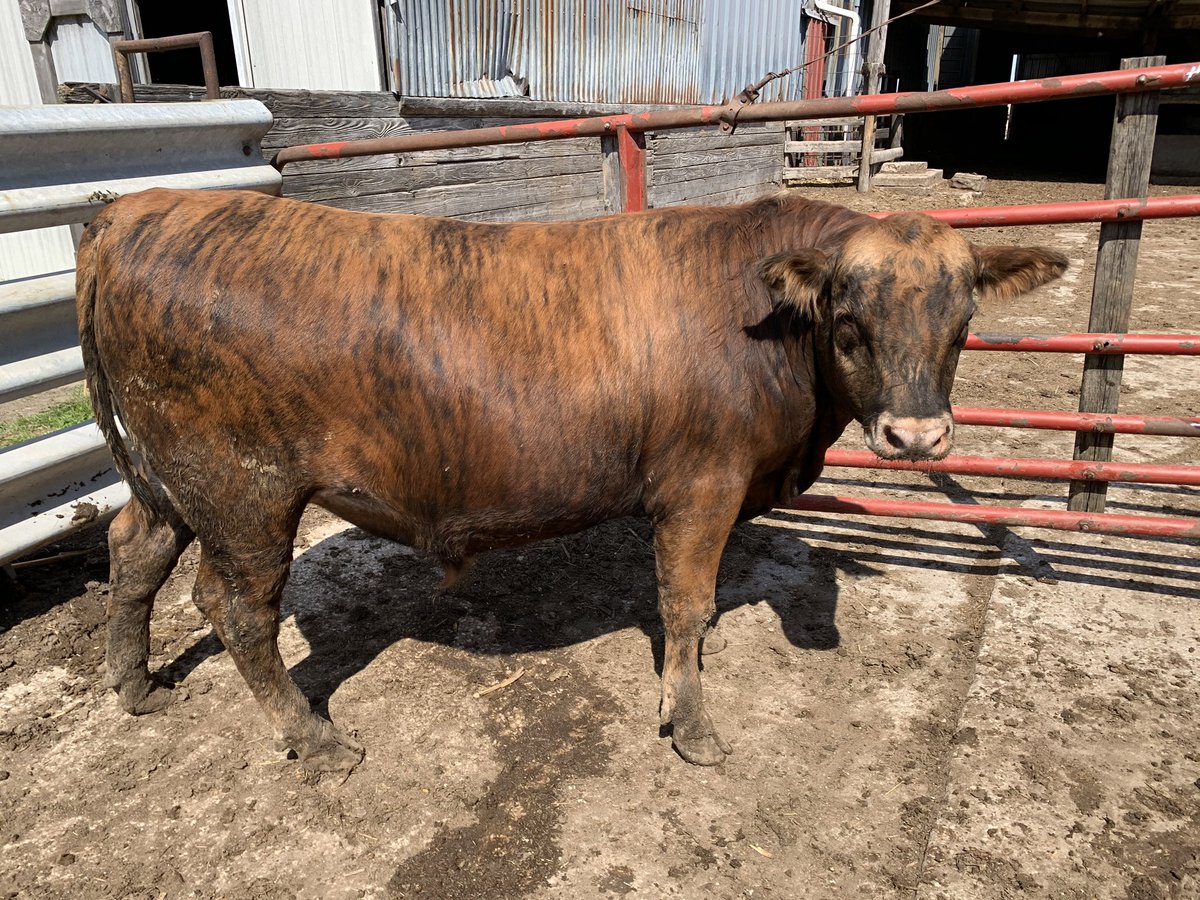 This thing has to be worth a fortune right now. #tigersteer