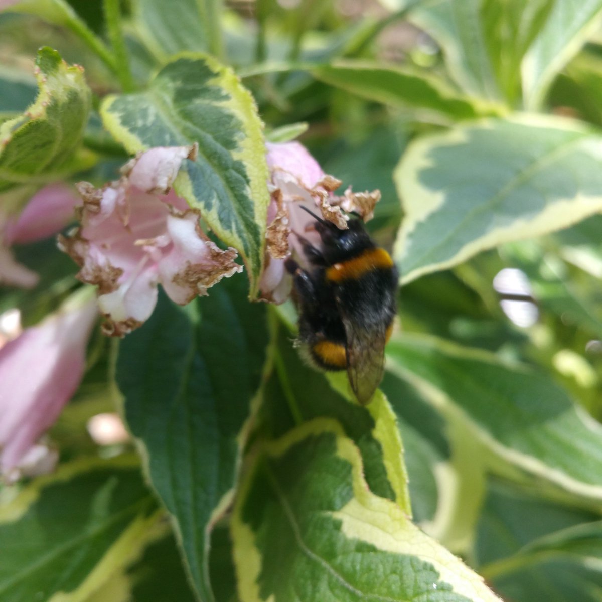 rAndomlightx's tweet image. Here's a #pollinator . First coffee of the day  this morning and this lil guy/gal was busy already. 

#rAndomlight 

#Primrosehill