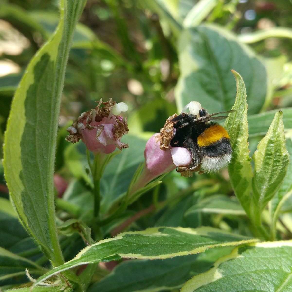 rAndomlightx's tweet image. Here's a #pollinator . First coffee of the day  this morning and this lil guy/gal was busy already. 

#rAndomlight 

#Primrosehill