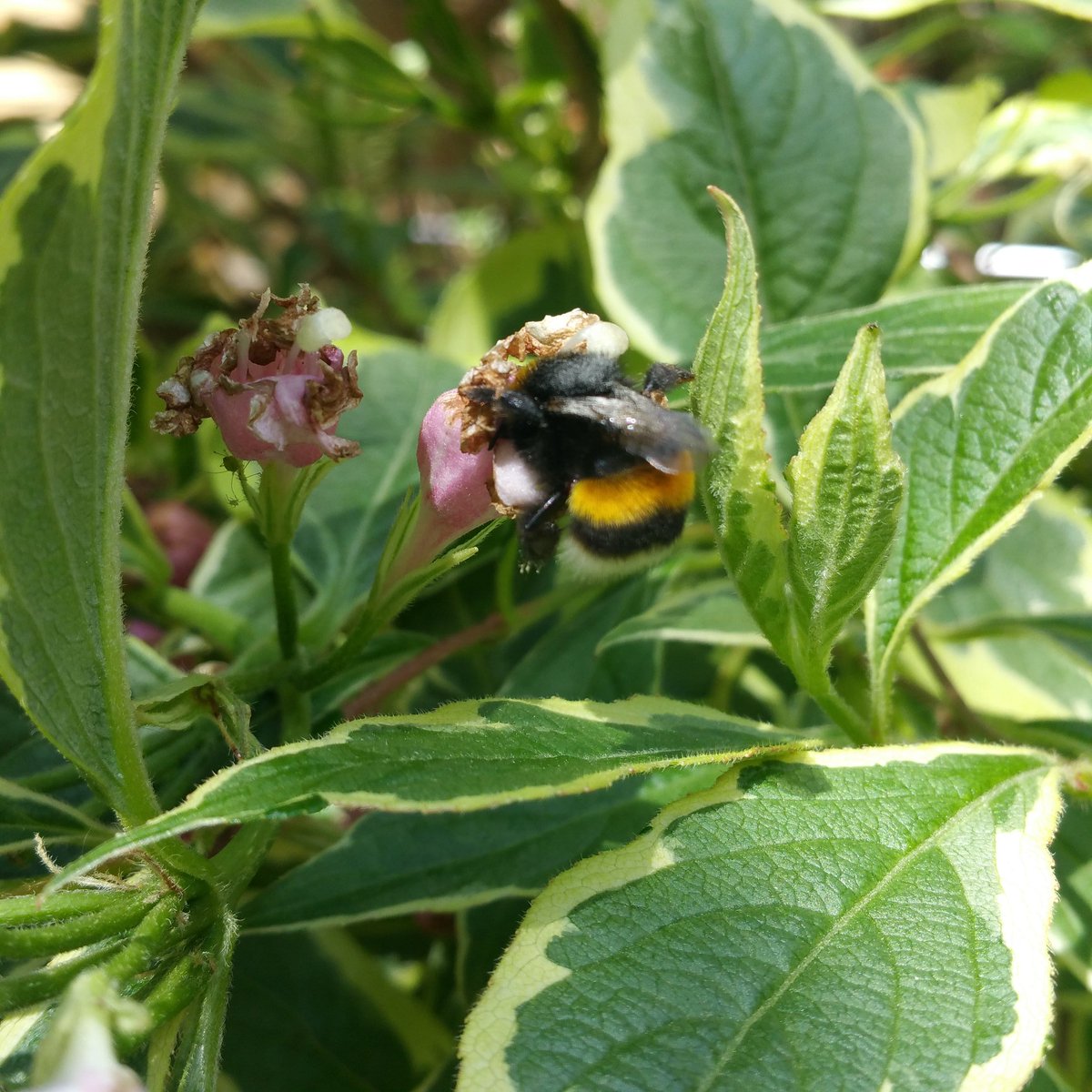 rAndomlightx's tweet image. Here's a #pollinator . First coffee of the day  this morning and this lil guy/gal was busy already. 

#rAndomlight 

#Primrosehill
