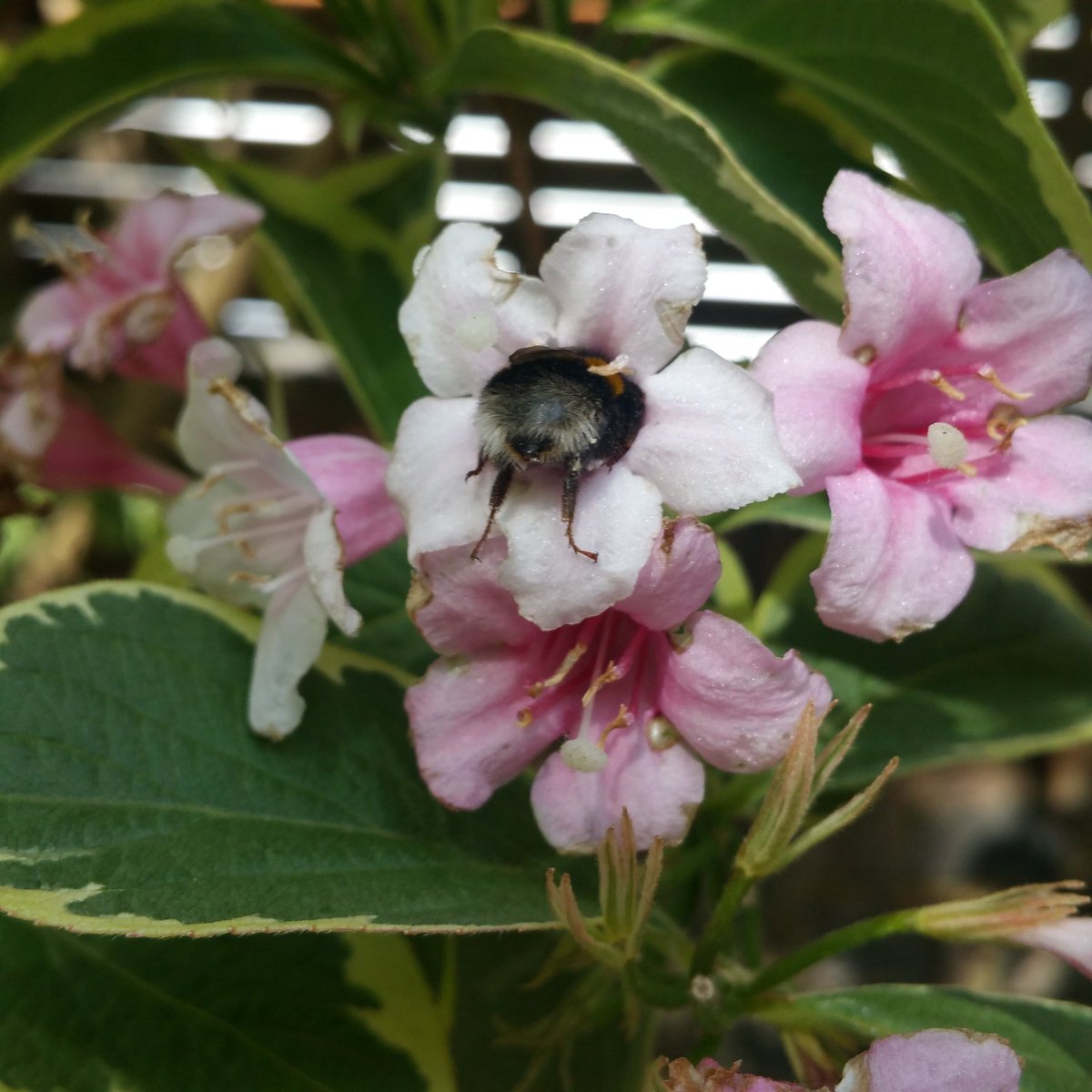rAndomlightx's tweet image. Here's a #pollinator . First coffee of the day  this morning and this lil guy/gal was busy already. 

#rAndomlight 

#Primrosehill