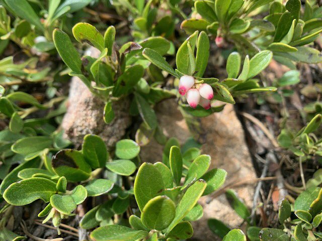 ColoradoNPS's tweet photo. #TestYourselfTuesday photo from Golden, CO area by Ashley Giles. What is it?
Join Colorado Native Plant Society at https://t.co/GnIquT02gC for member benefits. https://t.co/maHOgD2E0V