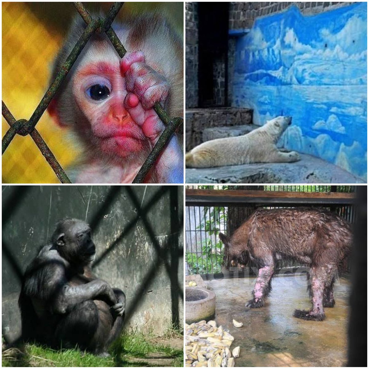 Nasıl? Kapalı bir alanda günlerce kapalı kalmak! dışarı çıkamamak! Empati kurma durumu gelişir mi sizce? Ey zalim insan !!! Onlar yıllarca hapis hayatı yaşıyor, insanoğlunun bencilliği, empatisizliği ve sevgisizliği yüzünden. Zalimsin İNSAN!!!