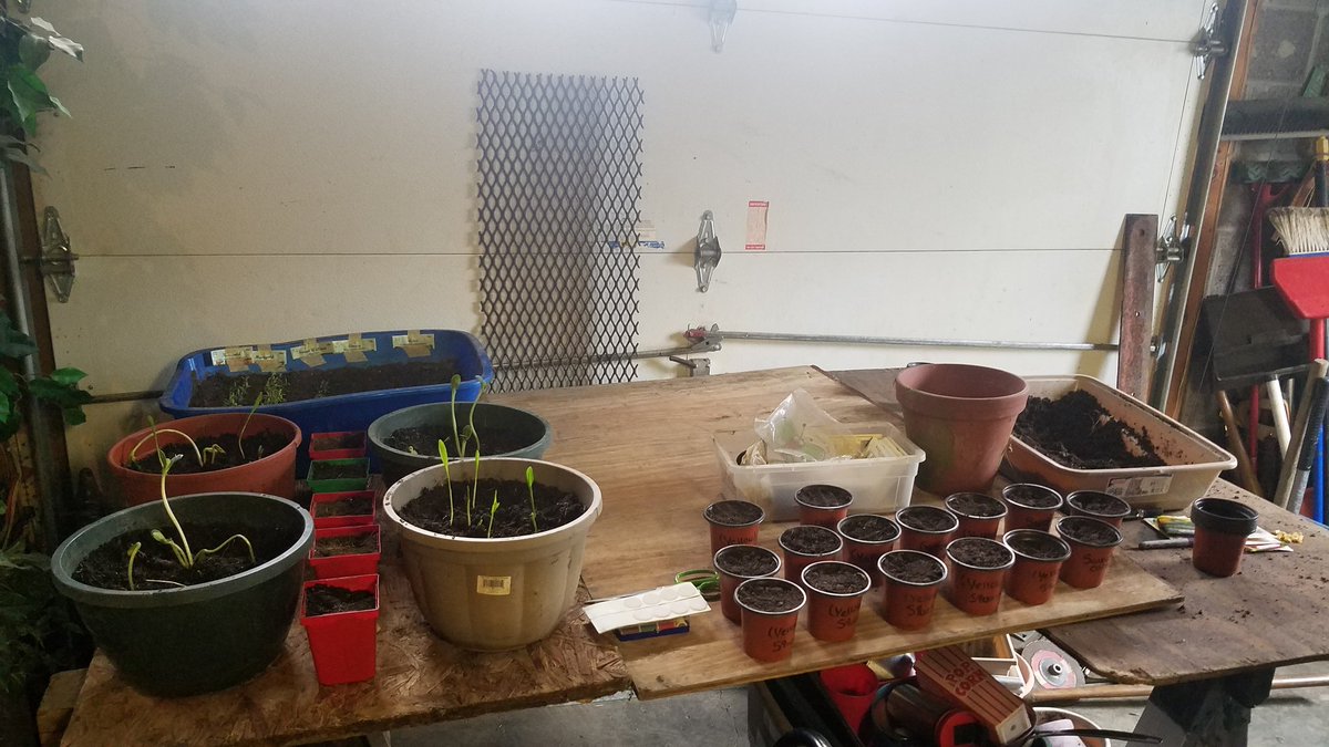 MayhemLeader's tweet photo. My oldest daughter is getting her planting on 😉 now as long as I don't touch any of them, they should do well!!! 😂 #seedlings #blackthumb #menotouchie https://t.co/QhBkBHVCSn