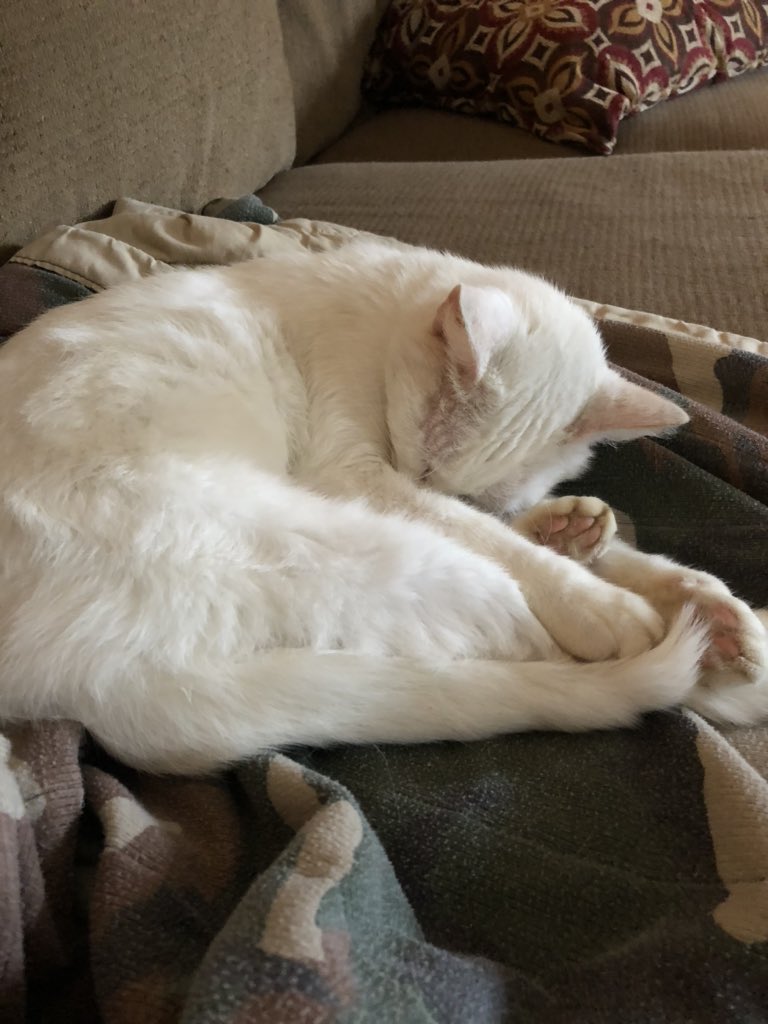 LynyrdBaxter's tweet image. This is Luna, our “outside” cat.    She loves not being outside!  Life360 will tell me when the hubby “who hates cats” is close to home so she can go outside.  #outsidecat #RainyDay