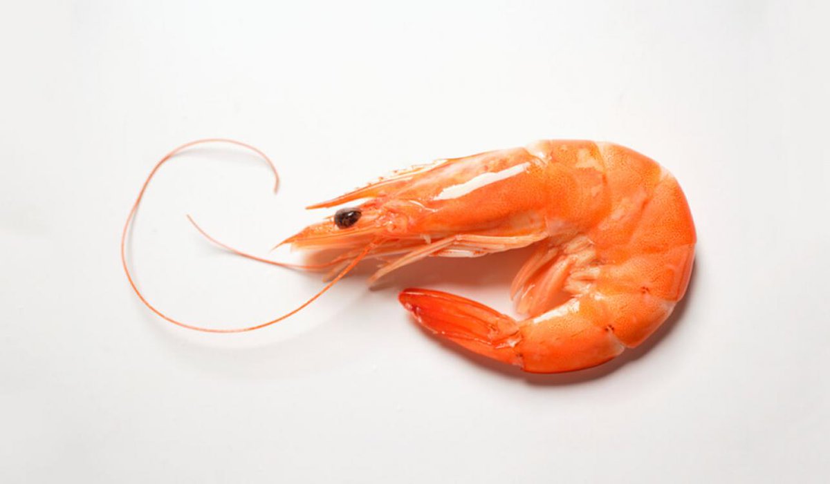 The heart of a shrimp is located in its head. ...