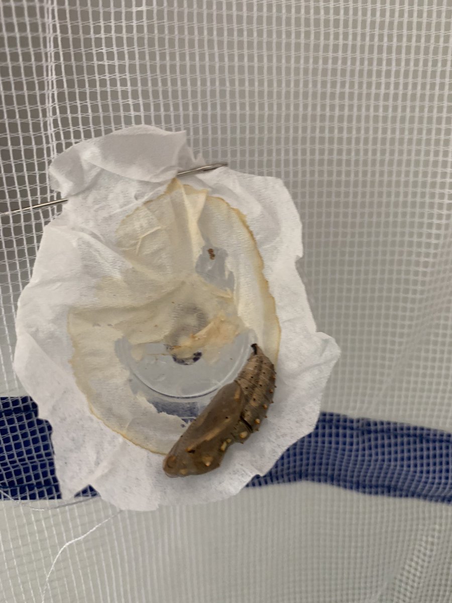 Just as we predicted, Marshmallow, Squirmy, Luna and Superman were only a day behind! #trinitylearns