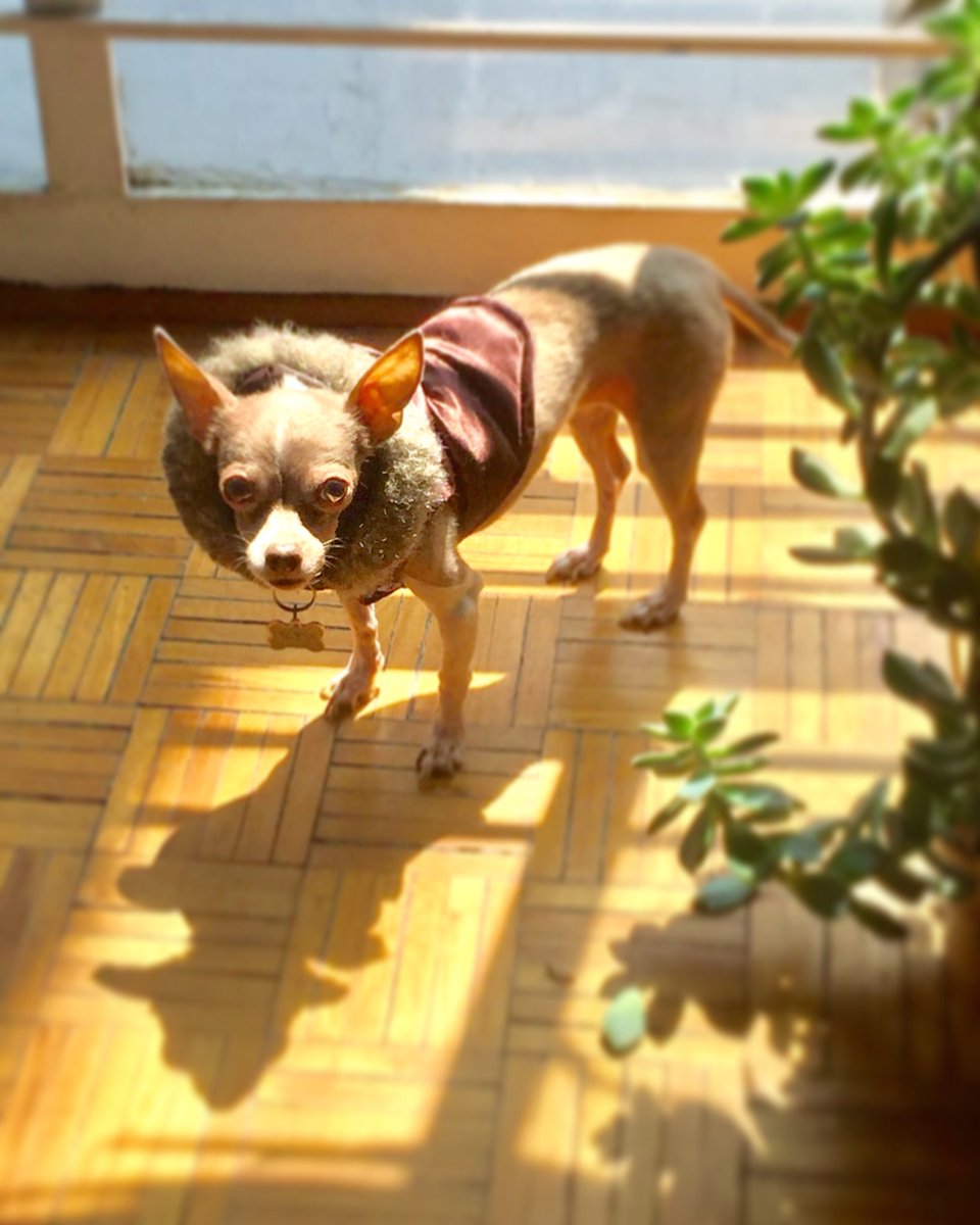 Fabialaperra's tweet photo. ¡Parado, mirada y actitud de TOP MODEL! 🐶#fabiafashionblogger #dogmodel #dogs_of_world #modeldogs https://t.co/lvO5kLItyf