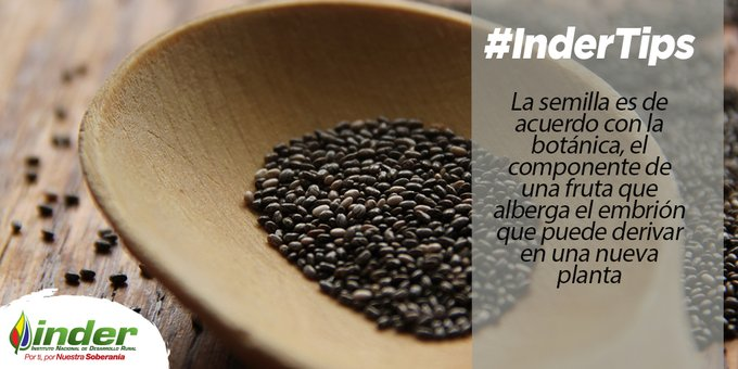 indervenezuela's tweet photo. #InderTips La semilla es de acuerdo con la botánica, el componente de una fruta que alberga el embrión que puede derivar en una nueva planta #MáximaProtección
@wcastroPSUV https://t.co/f2Z1nyPRzJ
