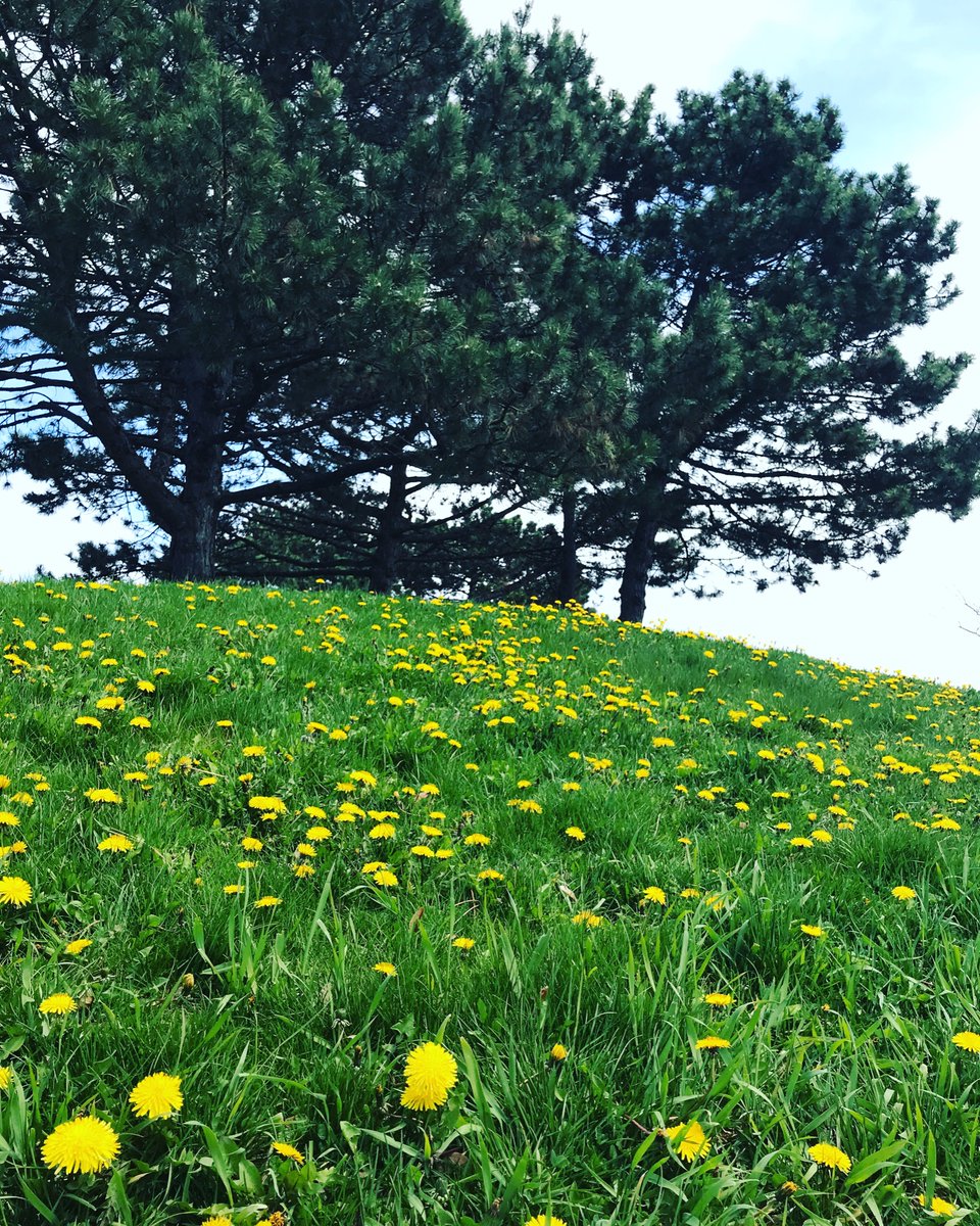 Waka20929348's tweet photo. トロントはまだまだ寒いですが、草花達がもう春ですよと教えてくれました。季節の変わり目はわくわくドキドキ、何か新しく素敵なことが起こるかもしれない、という気持ちになります。

#春 https://t.co/mxZ5yCDVL6