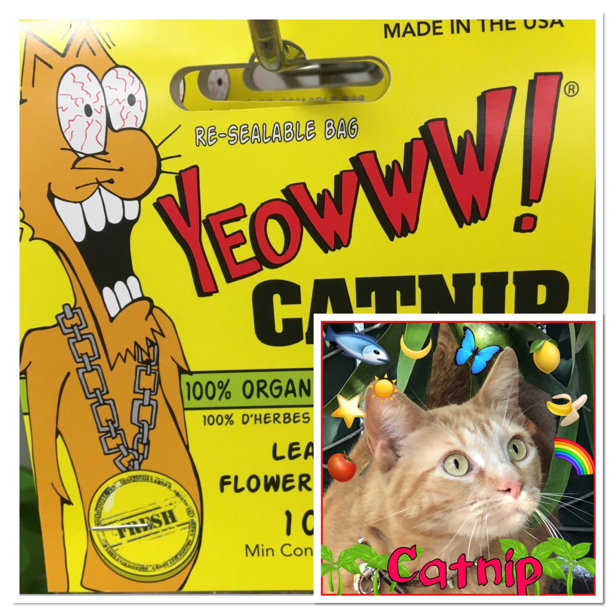 alphapetsupply's tweet image. What do cats dream about? Yeowww Catnip of course! Keep your eye on our social media for free ‘nip! #curbsidecatnip #yeowwwcatnip