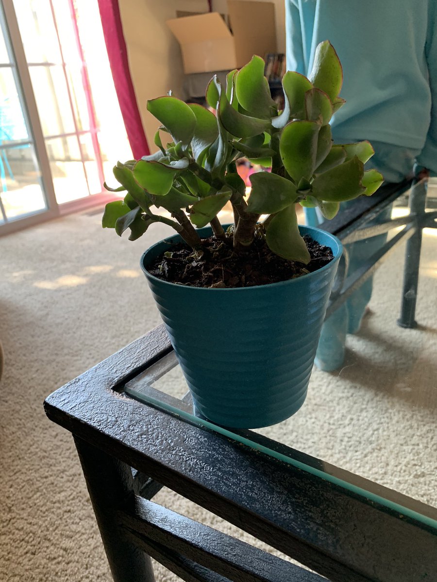 kab0915's tweet photo. Went to the store and fell in love with this plant, however it does not say what it is!!! Anybody have any ideas so I can research how to properly care for it!? #plants https://t.co/Np1GGLiNDP